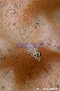 Enneapterygius tutuilae Tripterygion-Wakatobi Batuata Island-25m-20180603-Denis-ADER-DSC_3722_tn